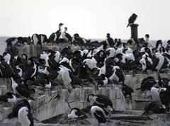 Leucocarbo atriceps albiventer