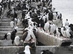 Leucocarbo atriceps albiventer