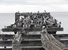 Leucocarbo atriceps albiventer