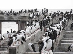 Leucocarbo atriceps albiventer