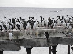 Leucocarbo atriceps albiventer