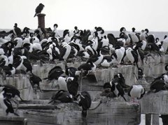 Leucocarbo atriceps albiventer