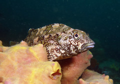 Chironemus marmoratus