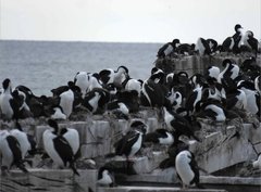 Leucocarbo atriceps albiventer