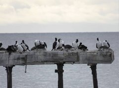 Leucocarbo atriceps albiventer