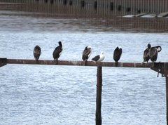 Leucocarbo atriceps albiventer