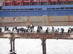 Leucocarbo atriceps albiventer