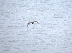 Leucocarbo atriceps albiventer