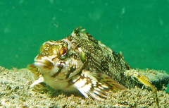 Chironemus marmoratus