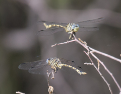 Ictinogomphus dundoensis