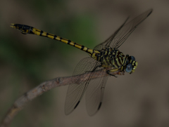 Ictinogomphus dundoensis