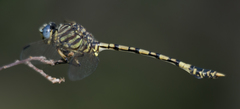 Ictinogomphus dundoensis