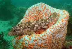 Chironemus marmoratus