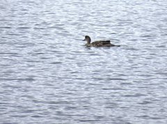 Lophonetta specularioides