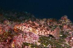 Chironemus marmoratus