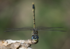 Ictinogomphus dundoensis
