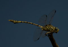 Ictinogomphus dundoensis