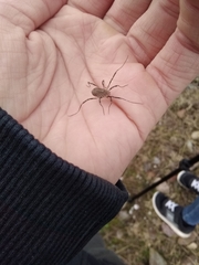 Odiellus