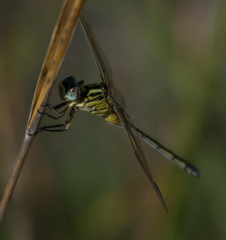 Orthetrum icteromelas