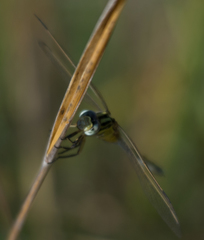 Orthetrum icteromelas