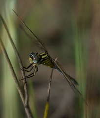 Orthetrum icteromelas