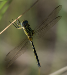 Orthetrum icteromelas