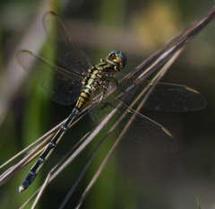 Orthetrum icteromelas