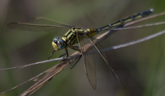 Orthetrum icteromelas