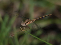 Orthetrum machadoi