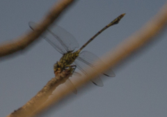 Ictinogomphus dundoensis
