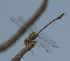 Ictinogomphus dundoensis
