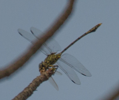 Ictinogomphus dundoensis