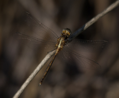 Orthetrum machadoi