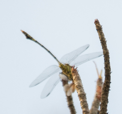 Ictinogomphus dundoensis