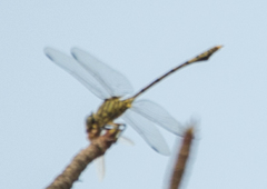 Ictinogomphus dundoensis
