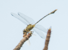 Ictinogomphus dundoensis