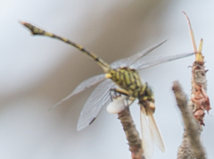 Ictinogomphus dundoensis