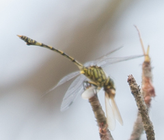 Ictinogomphus dundoensis