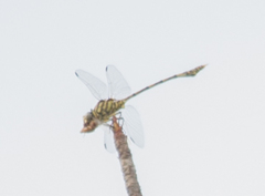 Ictinogomphus dundoensis