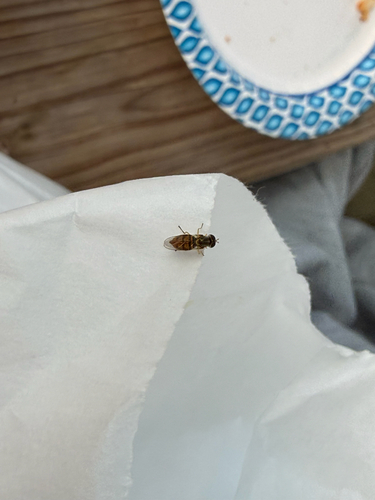 Unknown species found near W Ford Springs Rd, Bentonville, AR, US
