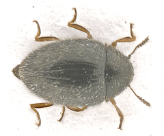 Simplocaria semistriata