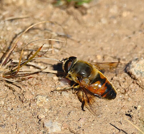 Unknown species found near East Shore, New Haven, CT 06512, USA