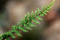 Cheilanthes hirta