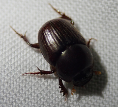 Euonthophagus carbonarius