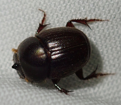 Euonthophagus carbonarius