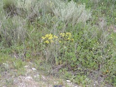 Mercurialis tomentosa