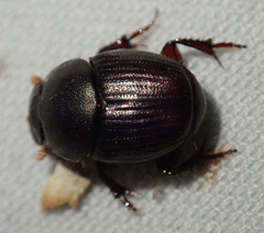 Euonthophagus carbonarius