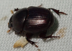 Euonthophagus carbonarius