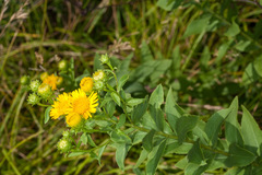 Pentanema spiraeifolium