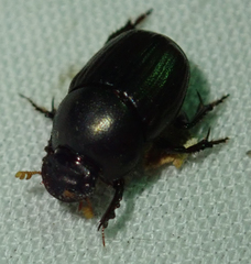 Euonthophagus carbonarius